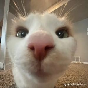 Meet your Posher, Caleb